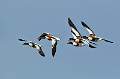 Shelducks in flight_David Schenck